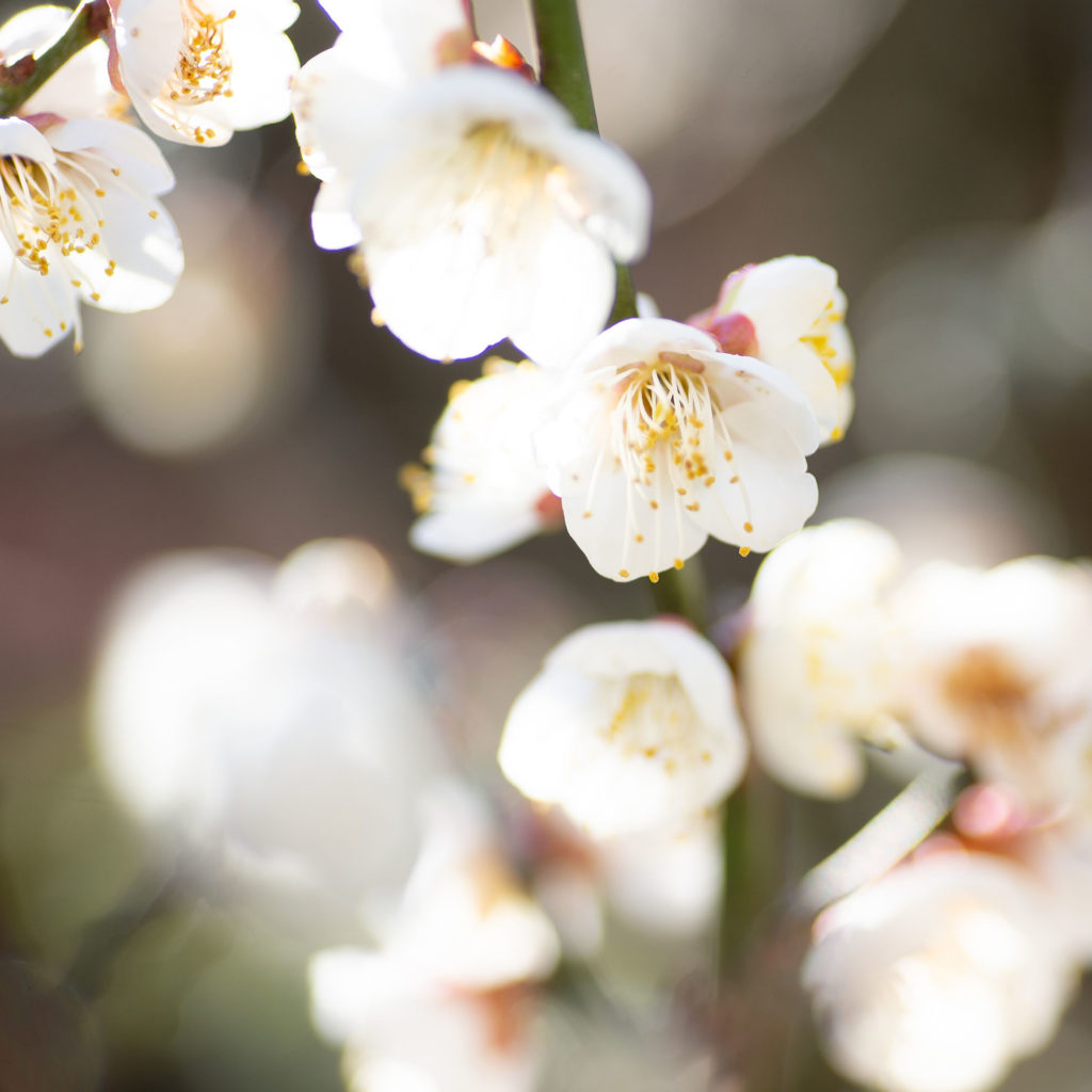 満開の梅の花